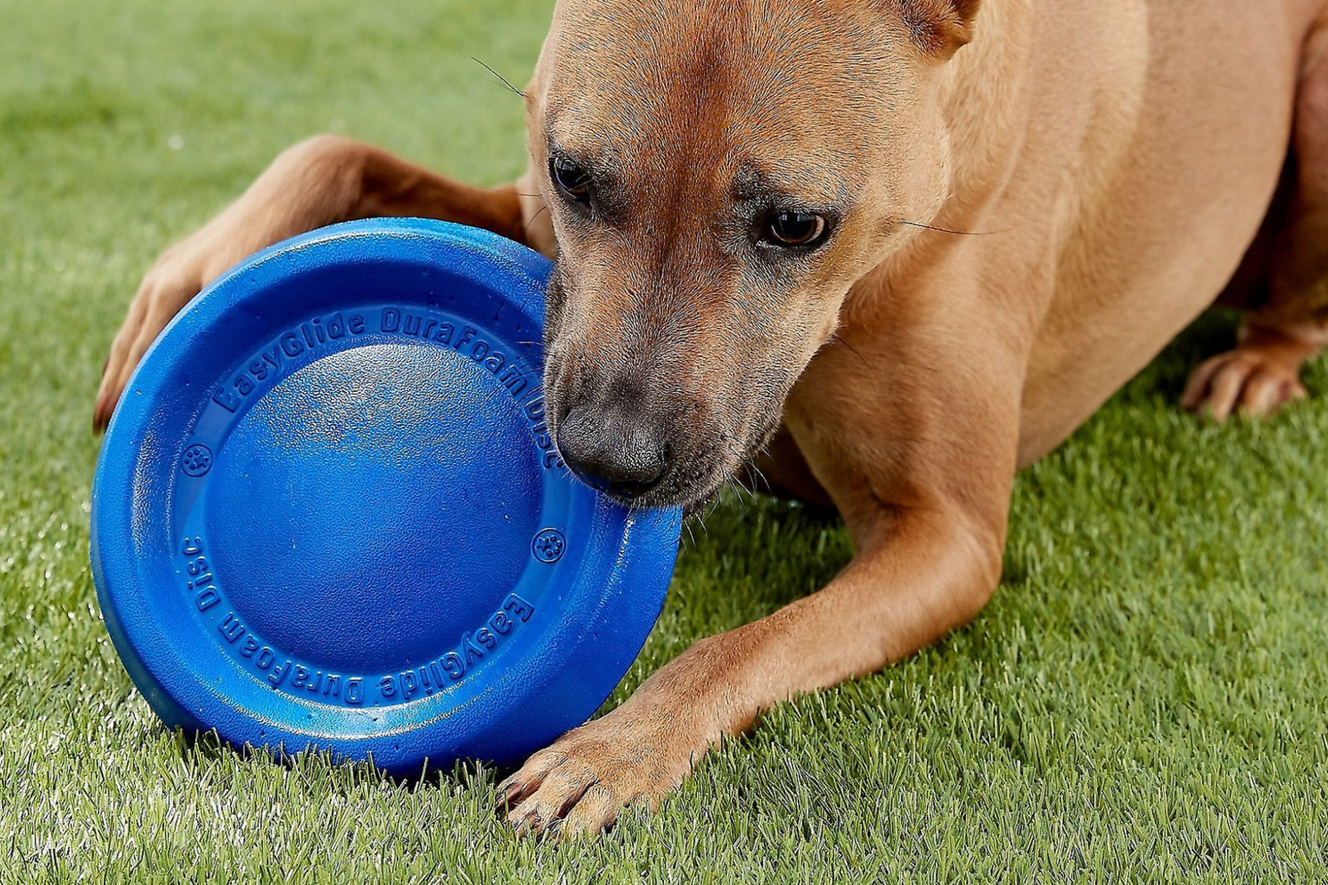 Dog frisbee Easy Glide